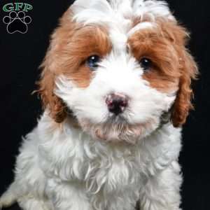December, Cavapoo Puppy