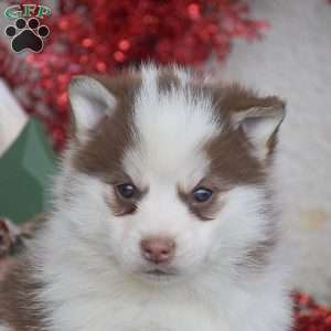 Hershey, Pomsky Puppy