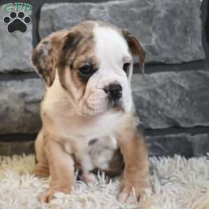 Buster, Beabull Puppy