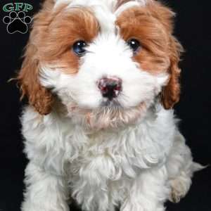 December, Cavapoo Puppy