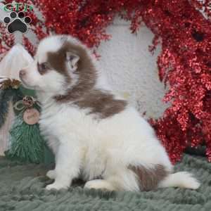 Hershey, Pomsky Puppy