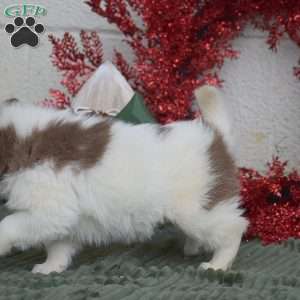 Hershey, Pomsky Puppy