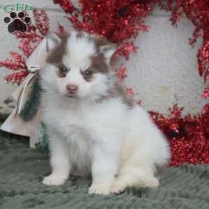 Hershey, Pomsky Puppy