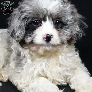 Adele, Cavapoo Puppy