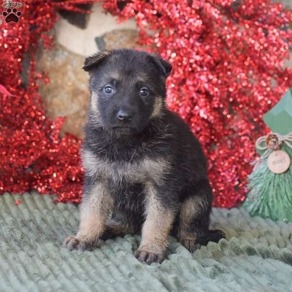 Lexi, German Shepherd Puppy