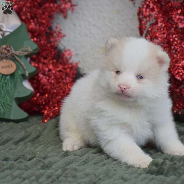 Beauty, Pomsky Puppy