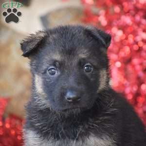 Lexi, German Shepherd Puppy
