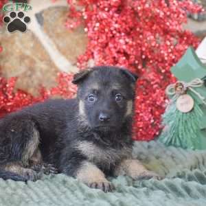 Lexi, German Shepherd Puppy