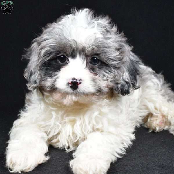 Adele, Cavapoo Puppy