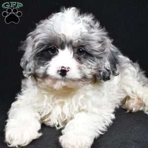 Adele, Cavapoo Puppy