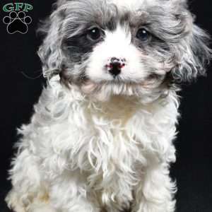 Adele, Cavapoo Puppy