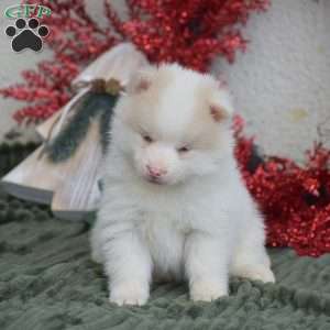 Beauty, Pomsky Puppy