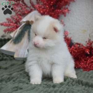 Beauty, Pomsky Puppy