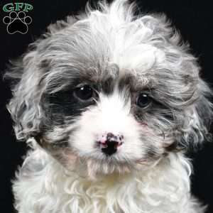 Adele, Cavapoo Puppy