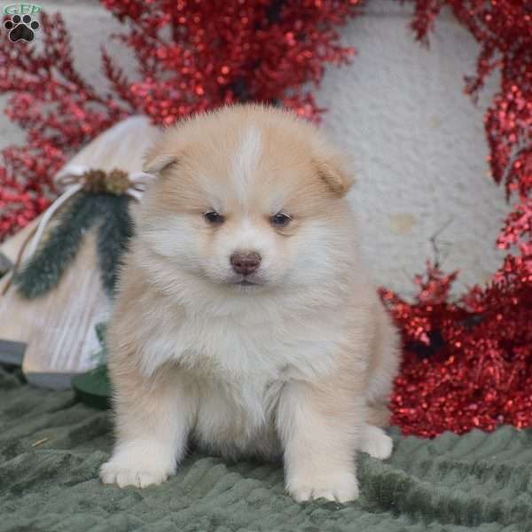 Weston, Pomsky Puppy