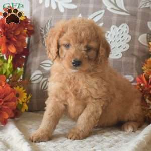 Rusty, Cavapoo Puppy