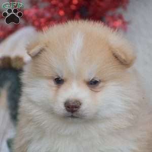Weston, Pomsky Puppy