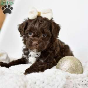 Ivy, Mini Goldendoodle Puppy