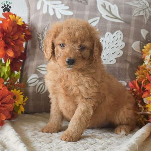 Rusty, Cavapoo Puppy