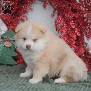 Weston, Pomsky Puppy