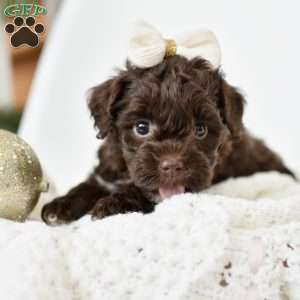 Ivy, Mini Goldendoodle Puppy