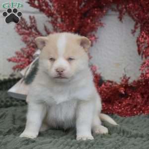 Winter, Pomsky Puppy