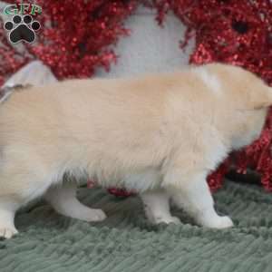 Winter, Pomsky Puppy