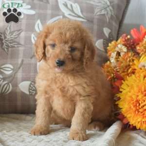 Rusty, Cavapoo Puppy