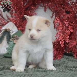 Winter, Pomsky Puppy