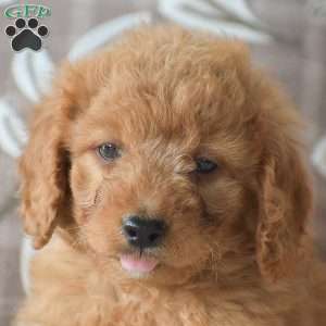 Rusty, Cavapoo Puppy