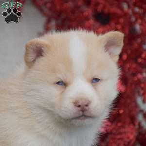 Winter, Pomsky Puppy