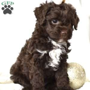 Ivy, Mini Goldendoodle Puppy