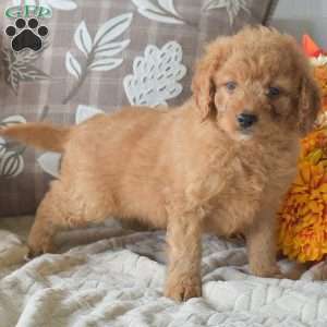 Rusty, Cavapoo Puppy