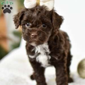 Ivy, Mini Goldendoodle Puppy