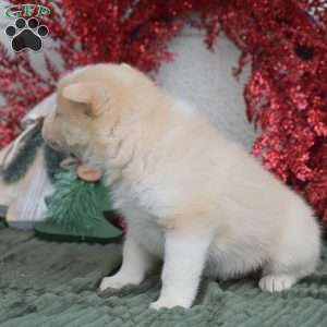 Winter, Pomsky Puppy