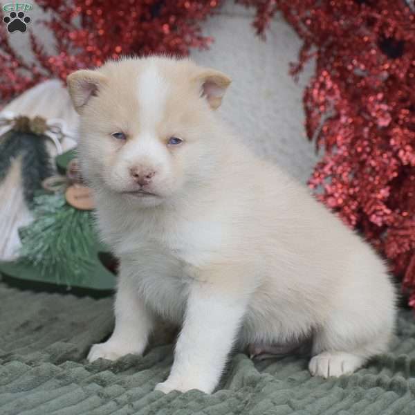 Winter, Pomsky Puppy