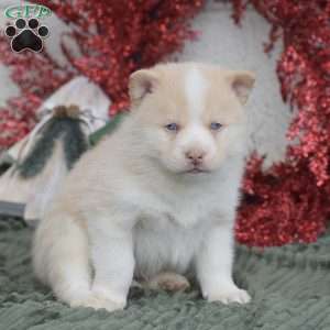 Winter, Pomsky Puppy