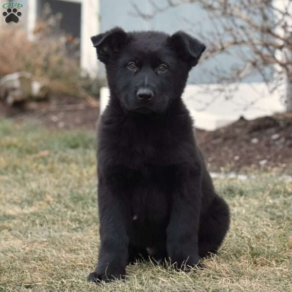 Pike, German Shepherd Puppy