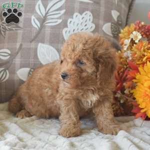 Rihanna, Cavapoo Puppy