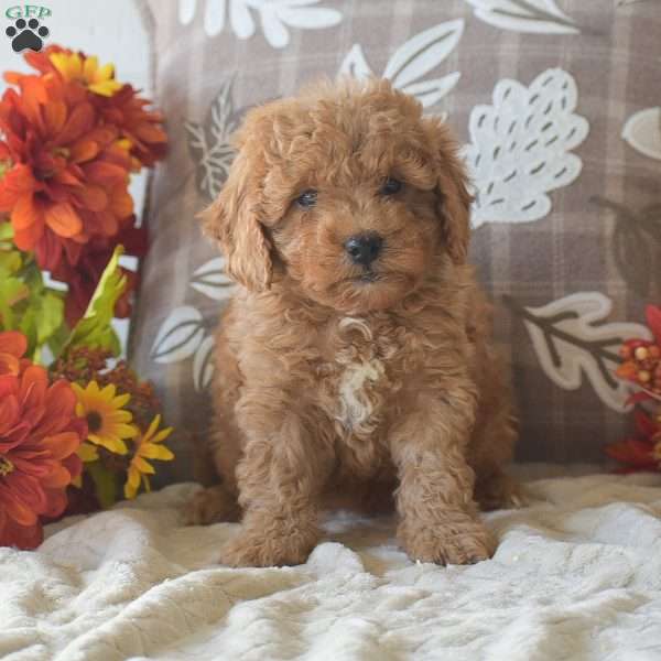 Rosie, Cavapoo Puppy