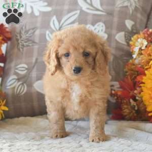 Rihanna, Cavapoo Puppy