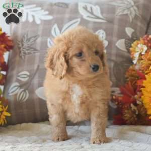 Rihanna, Cavapoo Puppy