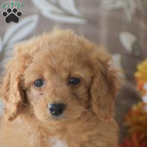 Rihanna, Cavapoo Puppy