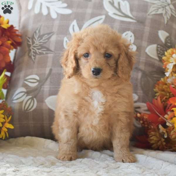 Rihanna, Cavapoo Puppy