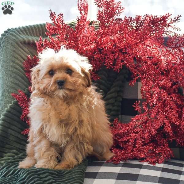 Julie – F1, Cavapoo Puppy