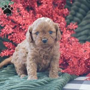 Bella, Cavapoo Puppy