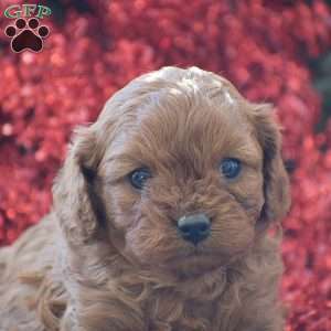 Bella, Cavapoo Puppy
