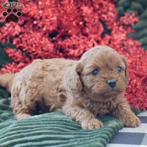 Bella, Cavapoo Puppy