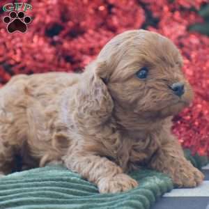 Bella, Cavapoo Puppy