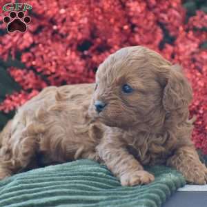 Bella, Cavapoo Puppy